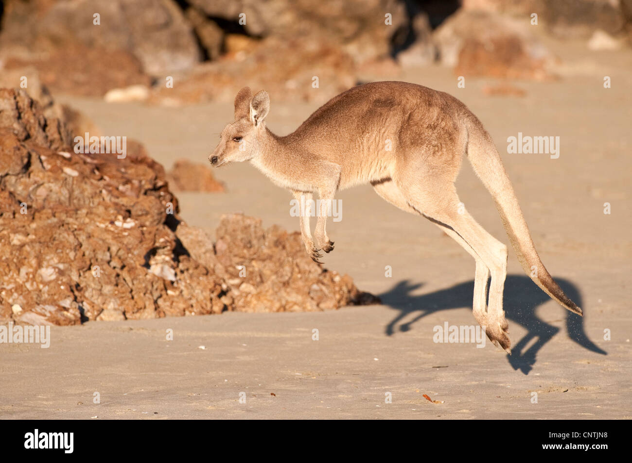 agile wallaby, sandy wallaby (Macropus agilis, Wallabia agilis), jumps on the beach, Australia, Queensland, Cape Hillsborough Stock Photo