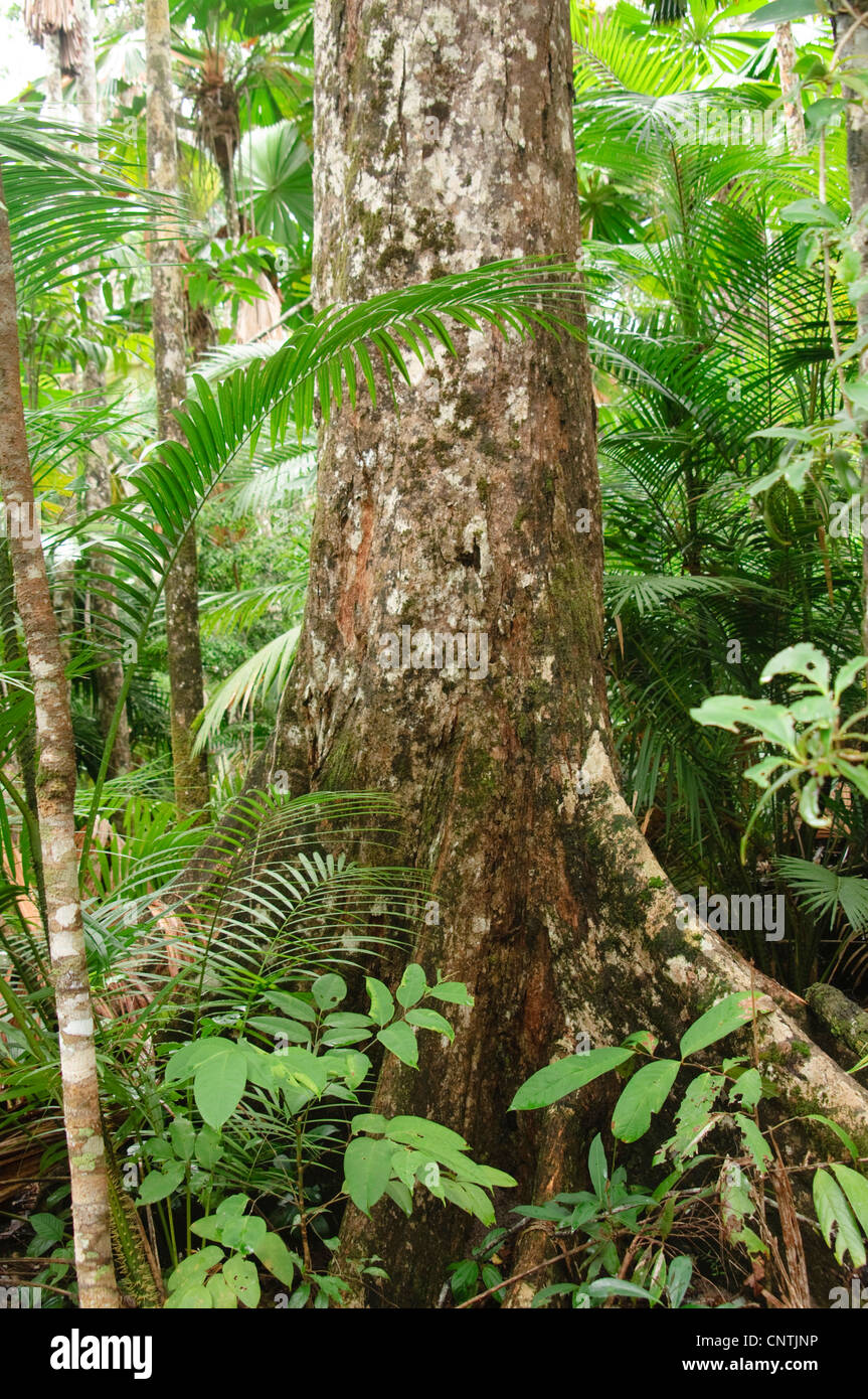 in the rainforest, Australia, Queensland, South Mission Beach Stock Photo