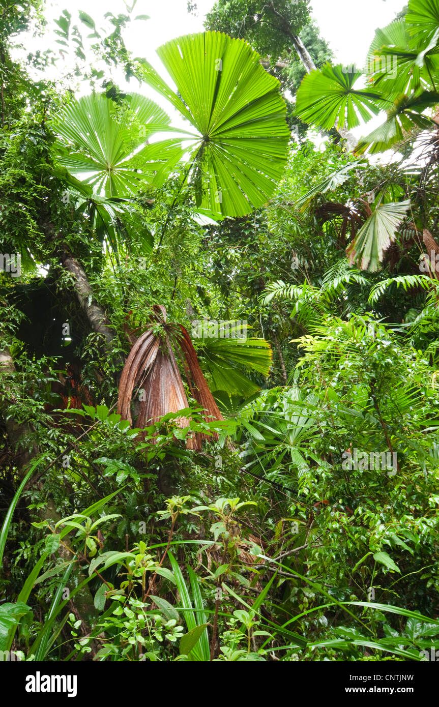 Red latan palm, Australian Fan Palm (Licuala ramsayi), in rainforest, Australia, Queensland, South Mission Beach Stock Photo