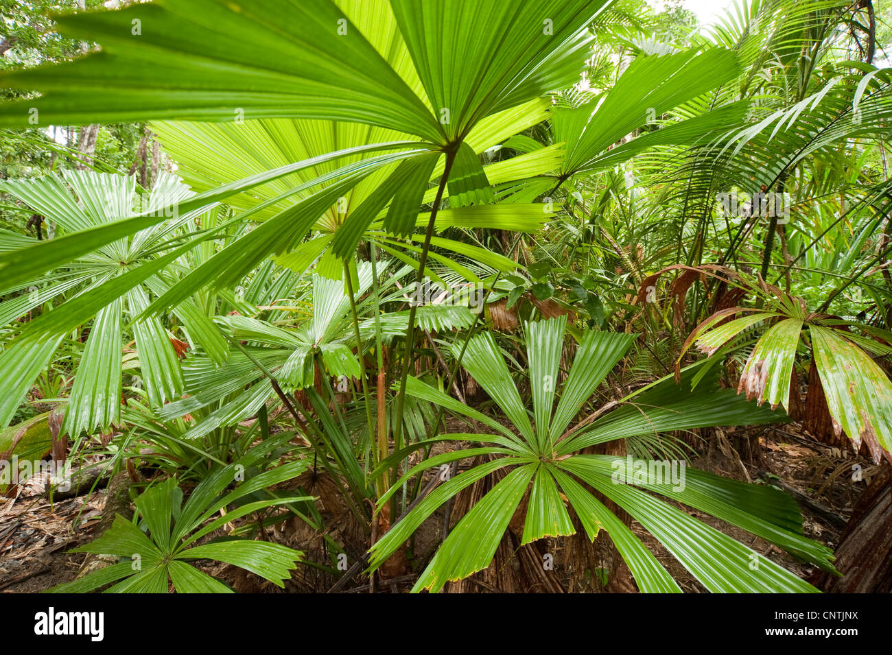 Red latan palm, Australian Fan Palm (Licuala ramsayi), in rainforest ...