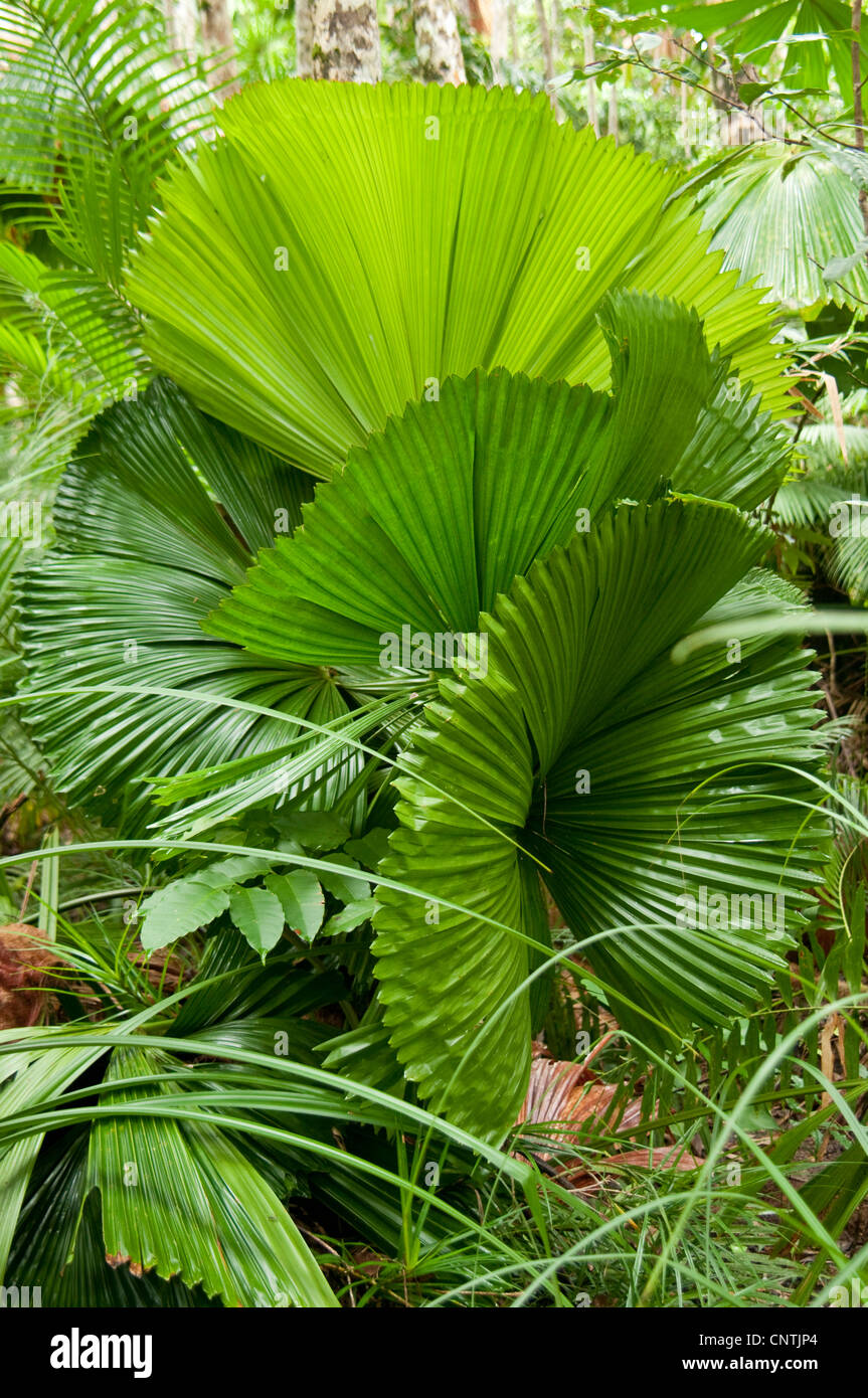 Red latan palm, Australian Fan Palm (Licuala ramsayi), in rainforest, Australia, Queensland, South Mission Beach Stock Photo