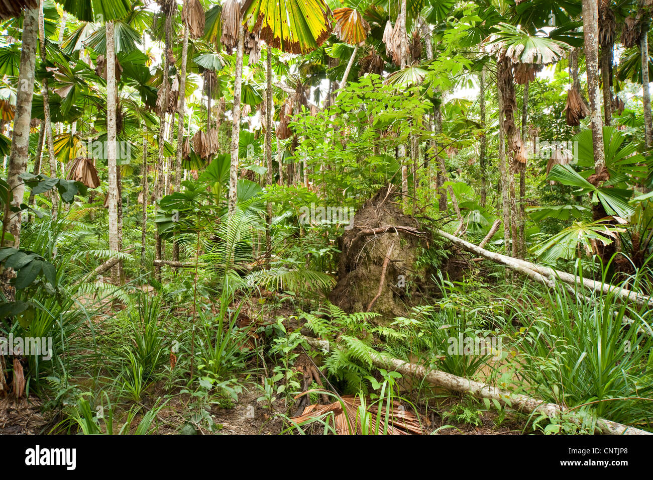 Red latan palm, Australian Fan Palm (Licuala ramsayi), in rainforest, Australia, Queensland, South Mission Beach Stock Photo