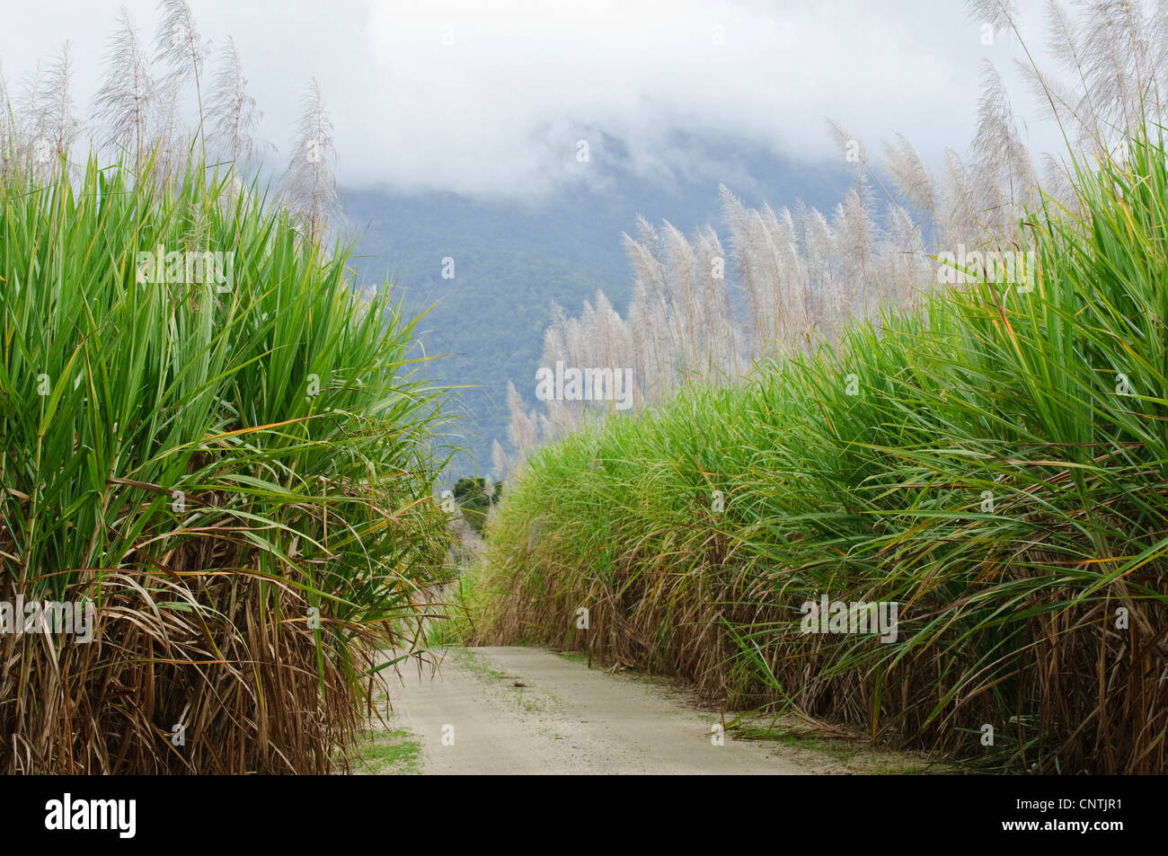 sugar cane (Saccharum officinarum), sugar cane field, Australia, Queensland Stock Photo