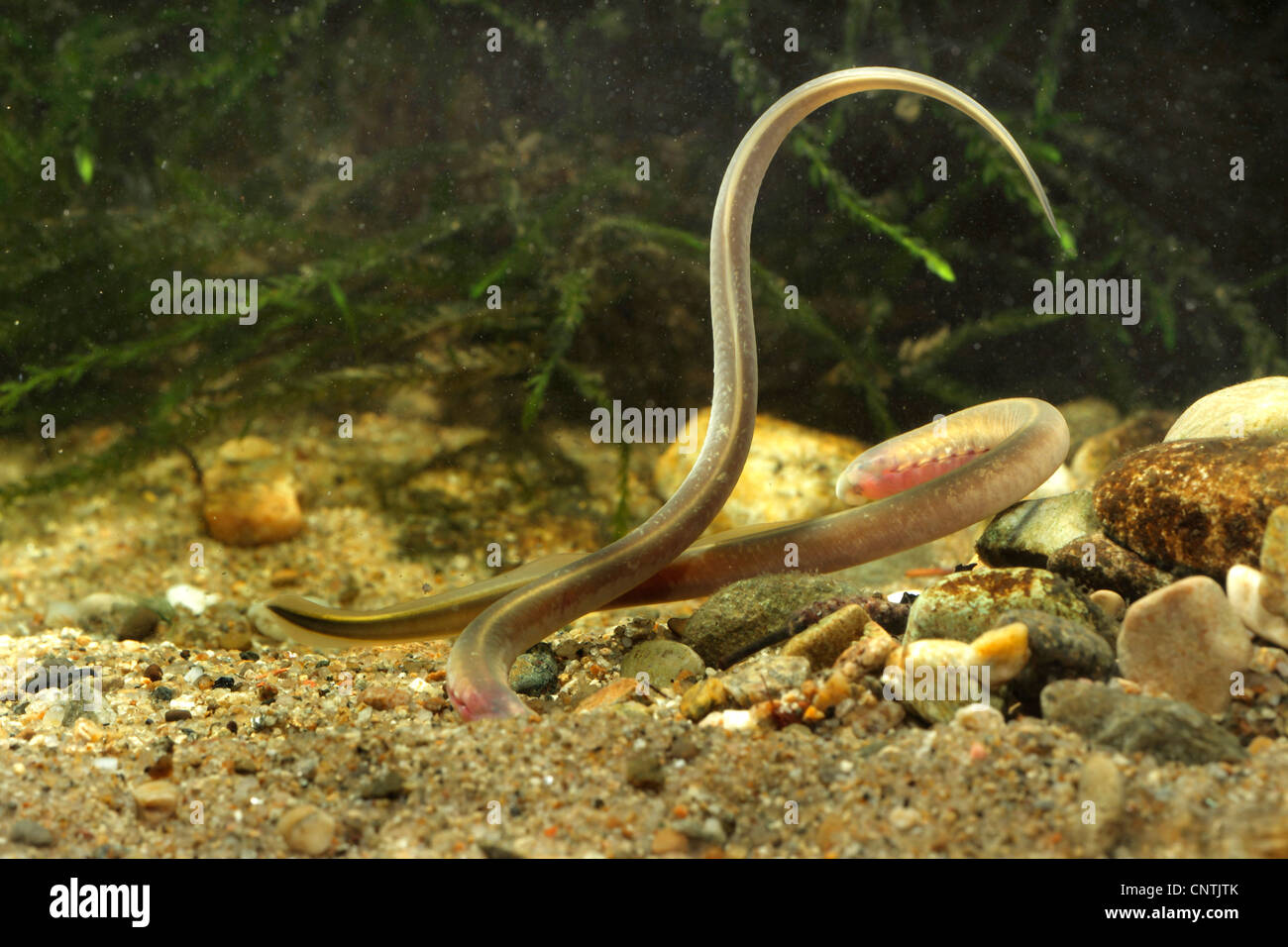 Carpathian lamprey, Carpathian brook lamprey [Hungarian lamprey/DaNubian lampern] (Eudontomyzon danfordi), larva, Germany, Bavaria, Inn Stock Photo