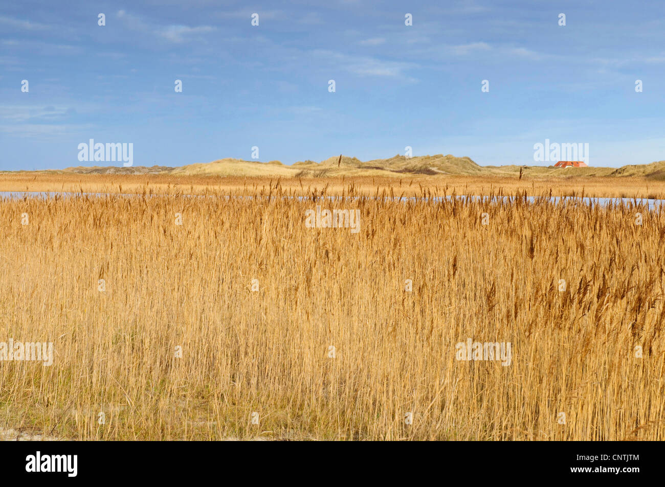 Reed bed habitat phragmites communis hires stock photography and