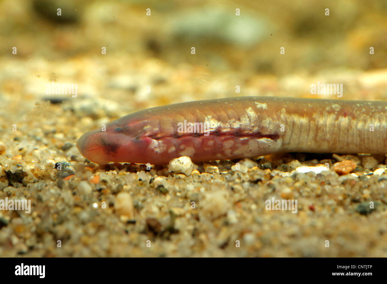Carpathian lamprey, Carpathian brook lamprey [Hungarian lamprey/DaNubian lampern] (Eudontomyzon danfordi), larva, portrait, Germany, Bavaria, Inn Stock Photo