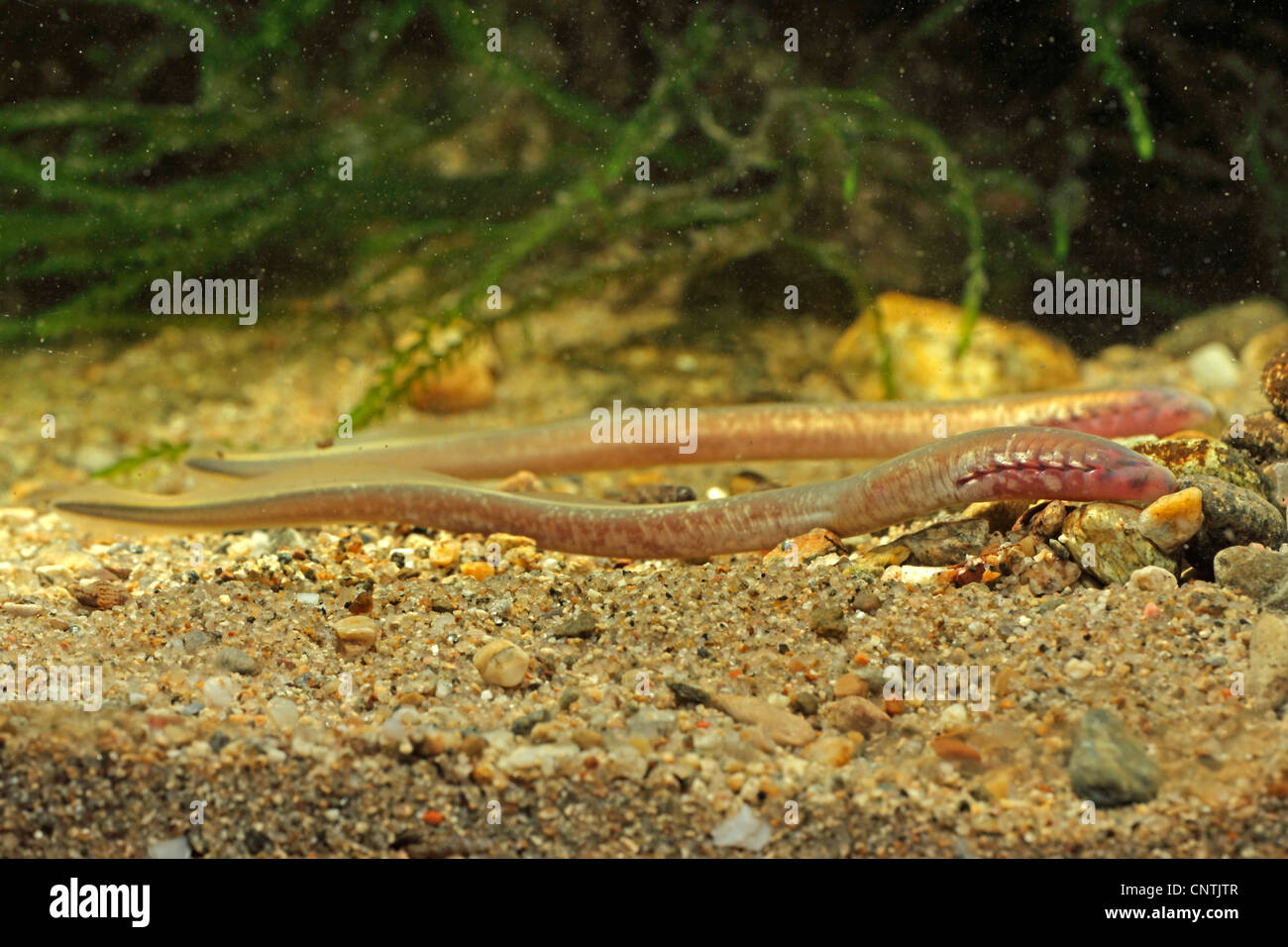 Carpathian lamprey, Carpathian brook lamprey [Hungarian lamprey/DaNubian lampern] (Eudontomyzon danfordi), larva, Germany, Bavaria, Inn Stock Photo