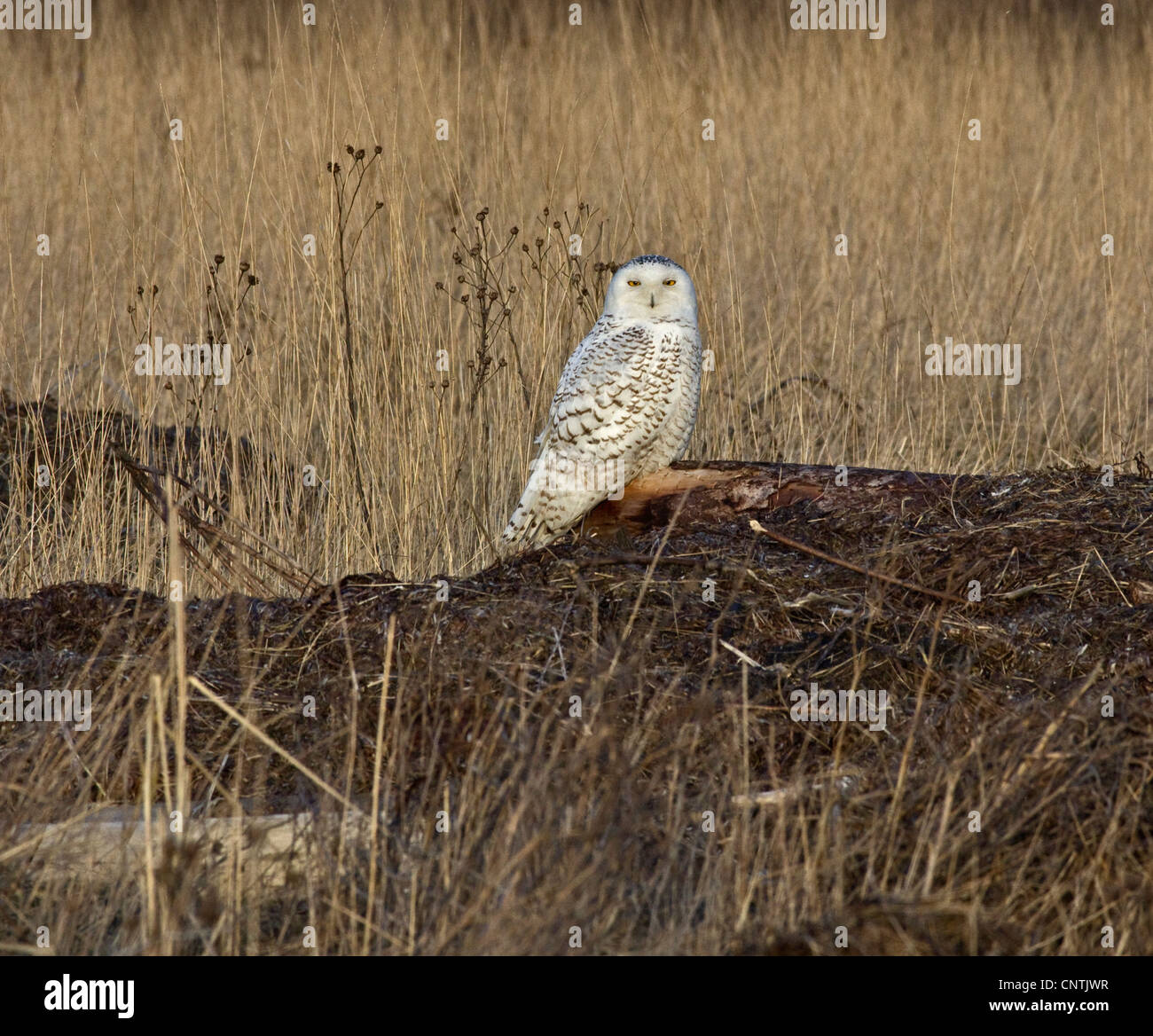 snowy owl Bubo scandiacus Stock Photo - Alamy