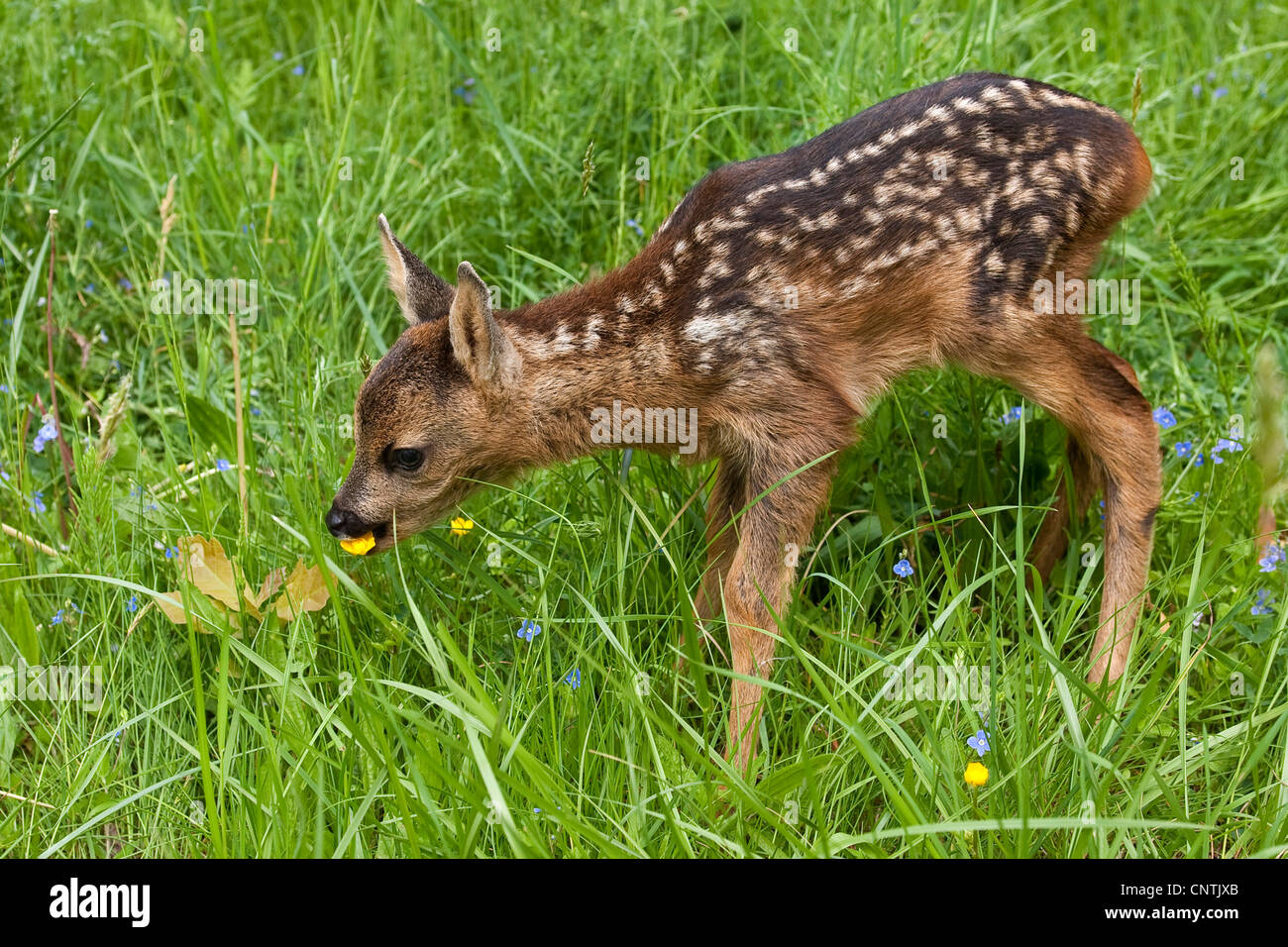 roe deer (Capreolus capreolus), fawn in a meadow frisst Blueten, Germany Stock Photo