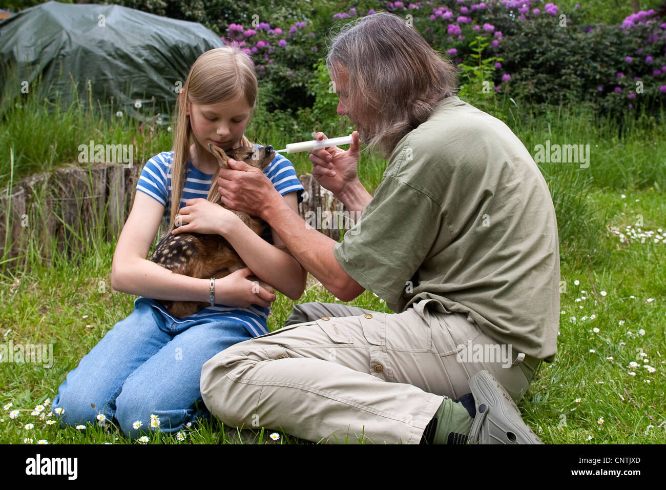 roe deer (Capreolus capreolus), fawn in the arms of a girl is feeded, Germany Stock Photo