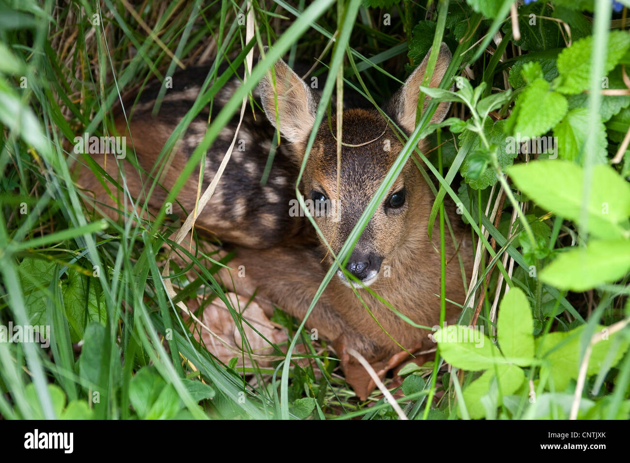 roe deer (Capreolus capreolus), fawn hiding, Germany Stock Photo