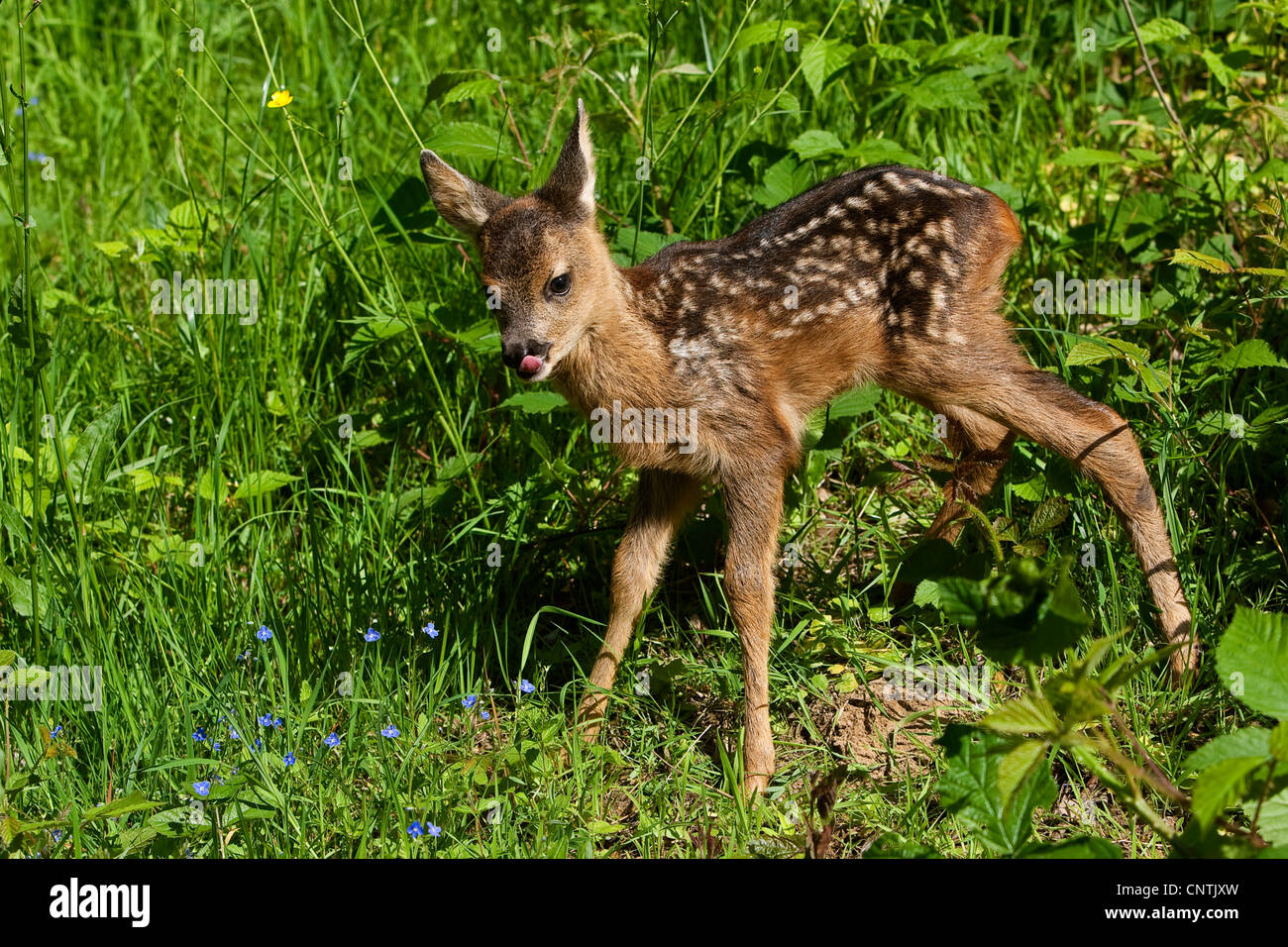roe deer (Capreolus capreolus), fawn in a meadow frisst Blueten licking its mouth, Germany Stock Photo