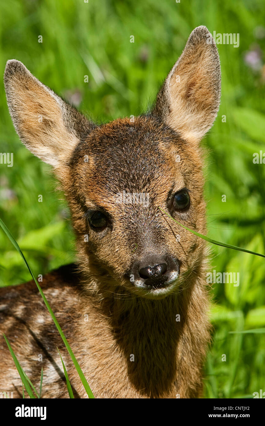roe deer (Capreolus capreolus), fawn, portrait, Germany Stock Photo