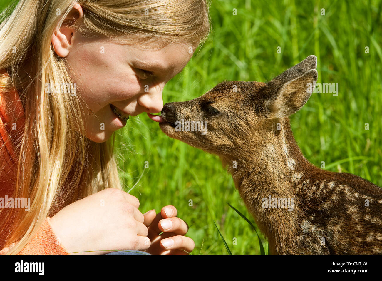 roe deer (Capreolus capreolus), fawn licking girl's front, Germany Stock Photo