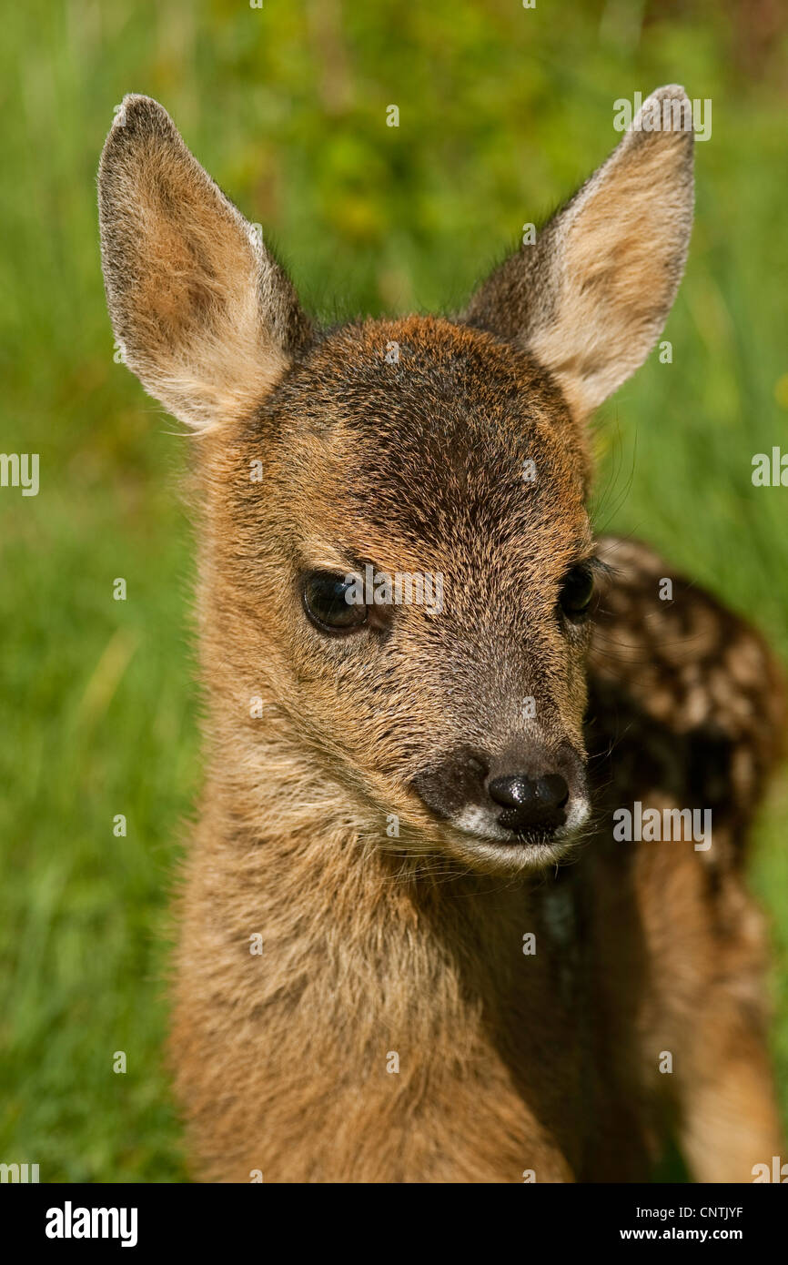 roe deer (Capreolus capreolus), fawn, portrait, Germany Stock Photo