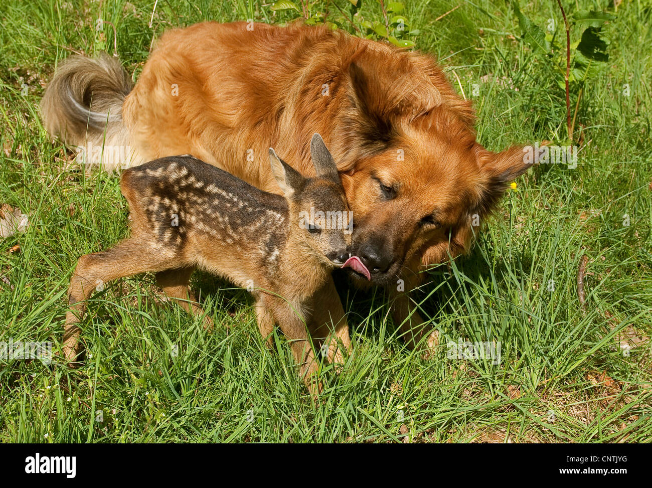 roe deer (Capreolus capreolus), fawn raring by human playing with a dog, Germany Stock Photo