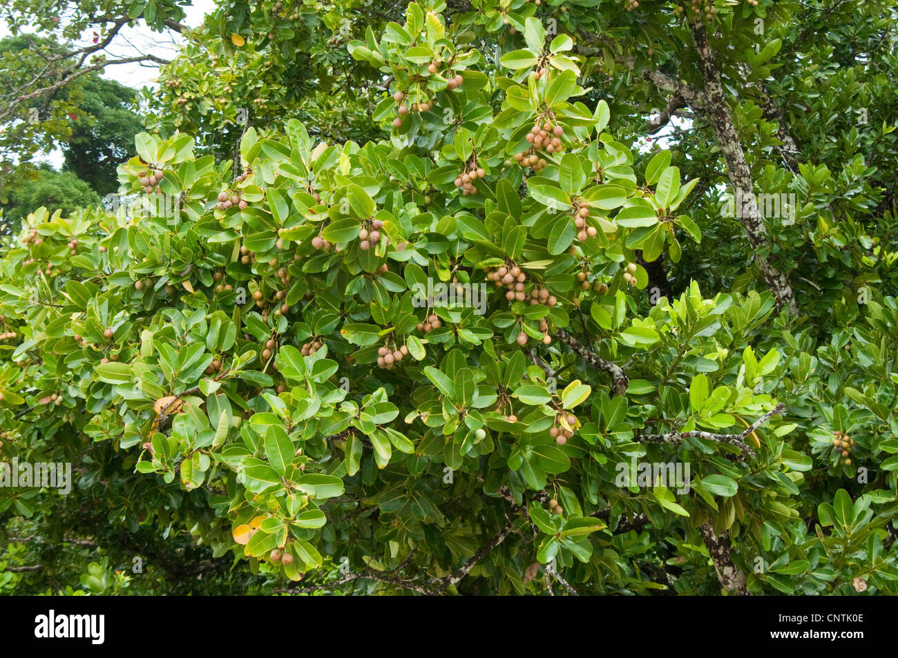 Heritiera spec. (Heritiera spec.), fruiting, Australia, Queensland Stock Photo