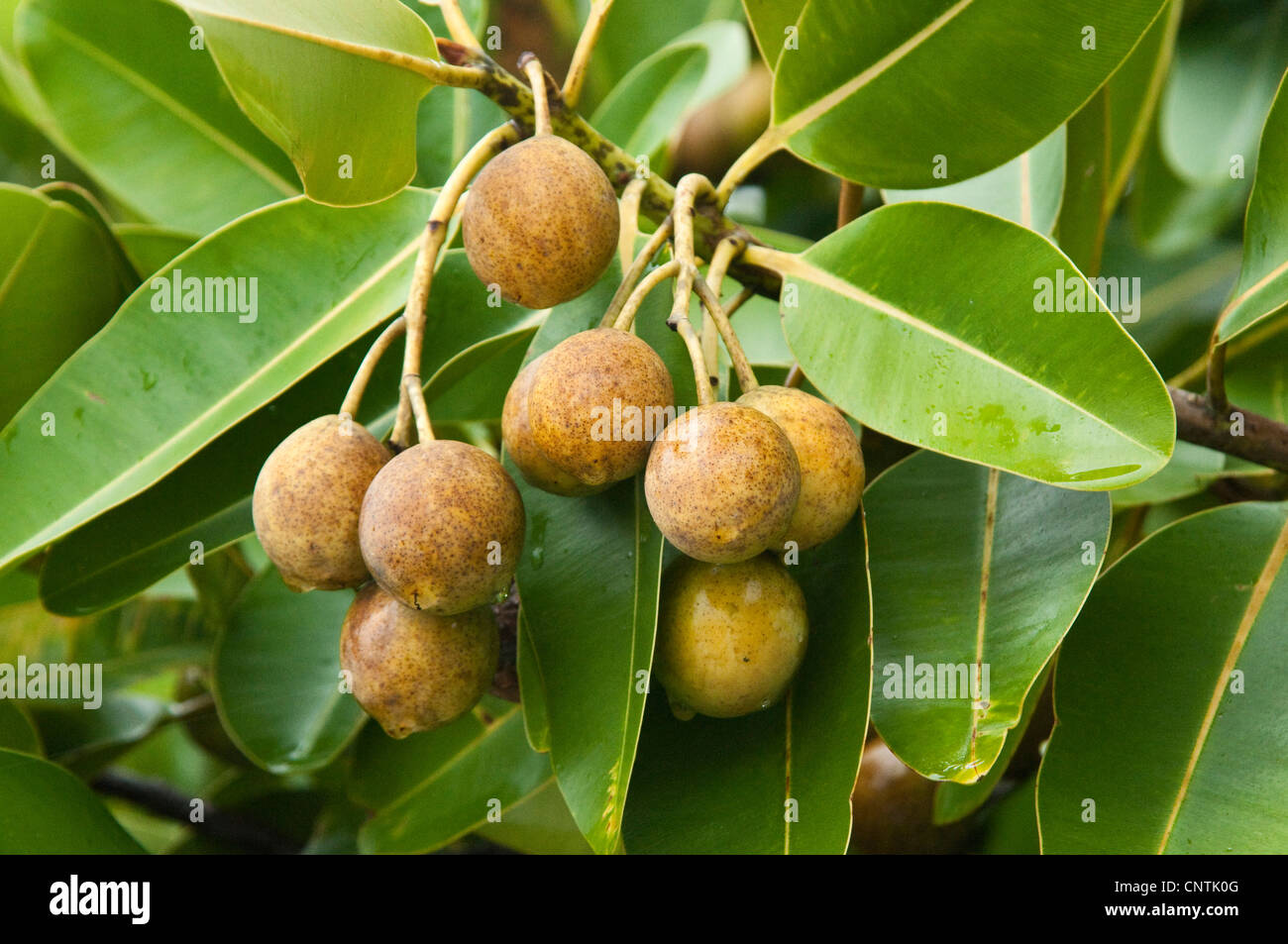 Heritiera spec. (Heritiera spec.), fruiting, Australia, Queensland Stock Photo