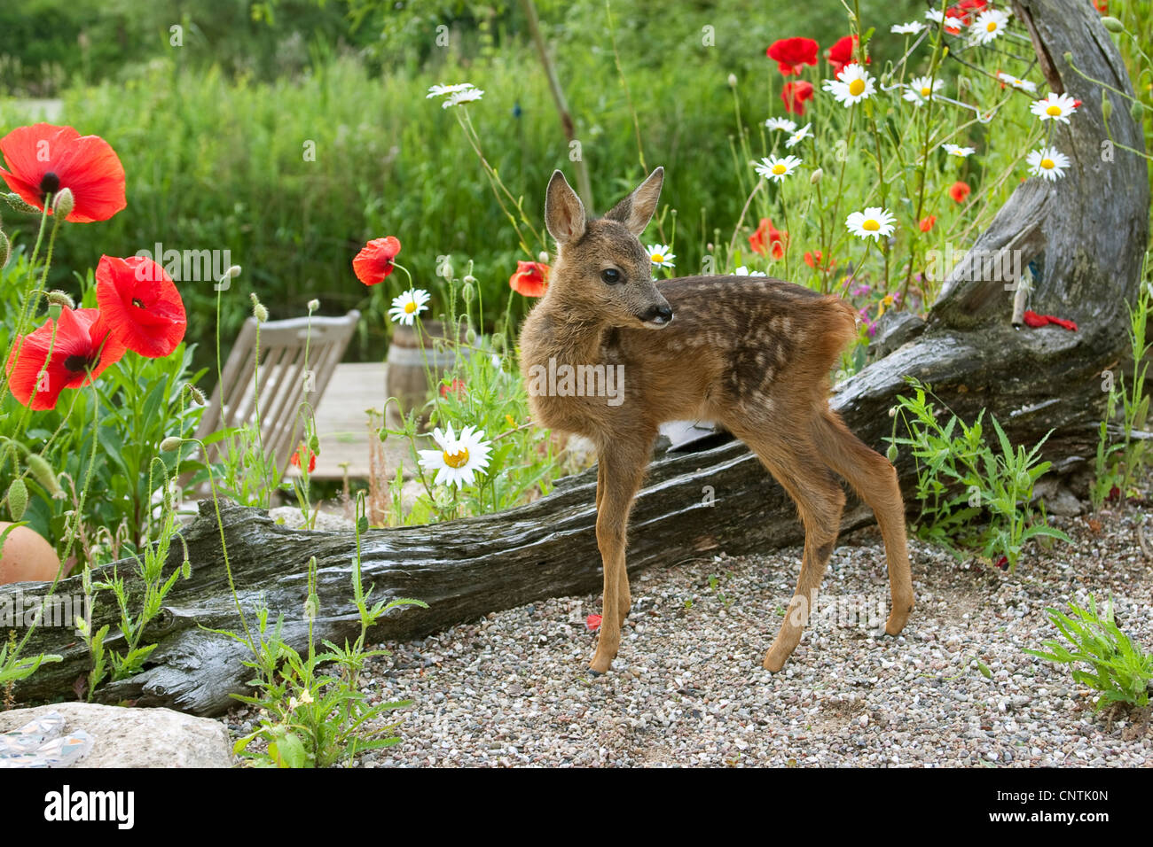 roe deer (Capreolus capreolus), fawn in the garden, Germany Stock Photo