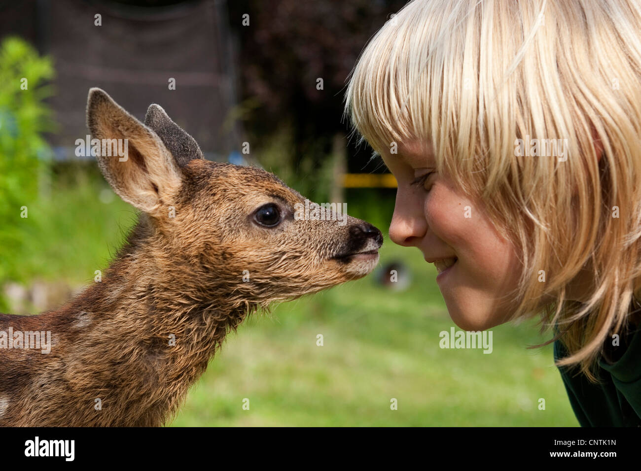 roe deer (Capreolus capreolus), boy with fawn in the Garten, Germany Stock Photo