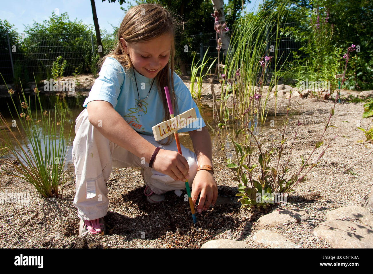 primary school pupil installing a name plate beside a silene at a self-built pond in the school garden Stock Photo