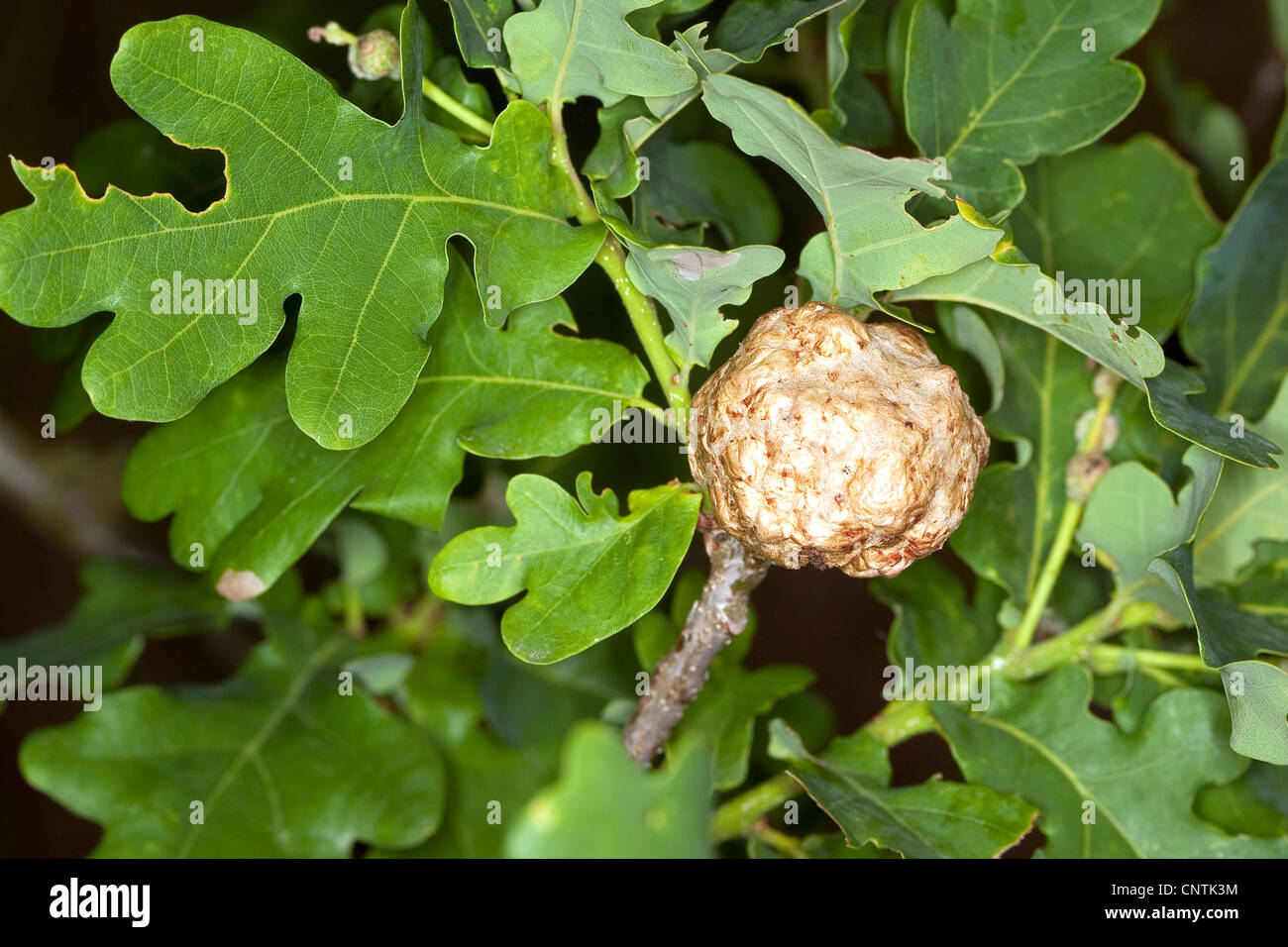 Gall wasp biorhiza pallida on oak leaf hires stock photography and