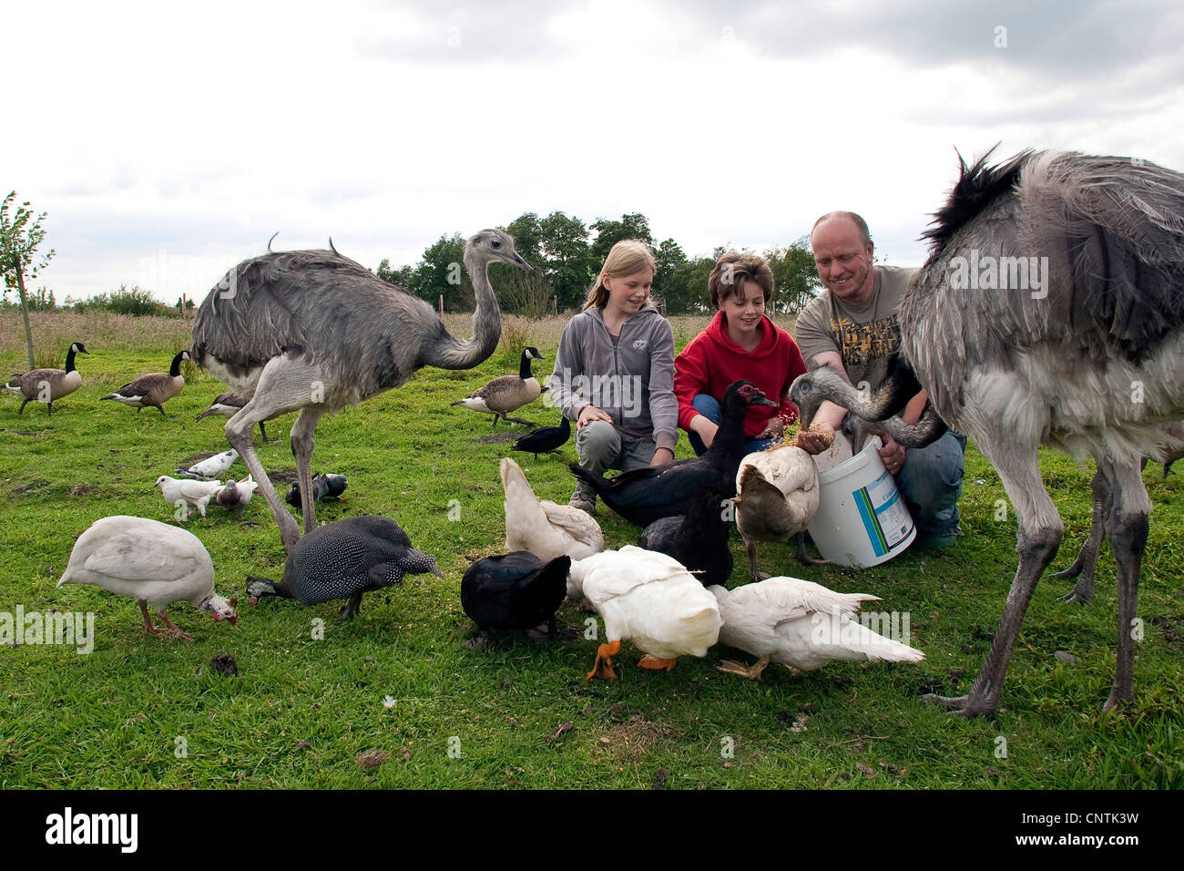 girls with keeper feeding birds in a meadow, Germany Stock Photo