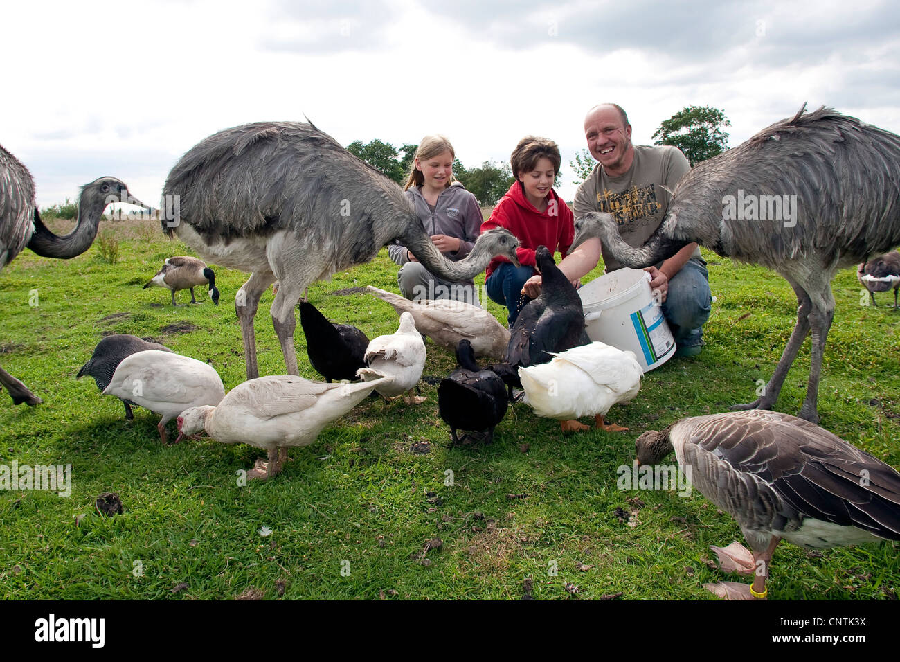 girls with keeper feeding birds in a meadow, Germany Stock Photo