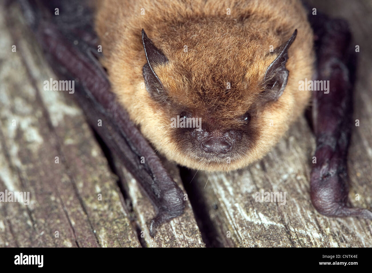 common pipistrelle (Pipistrellus pipistrellus), portrait, Germany Stock