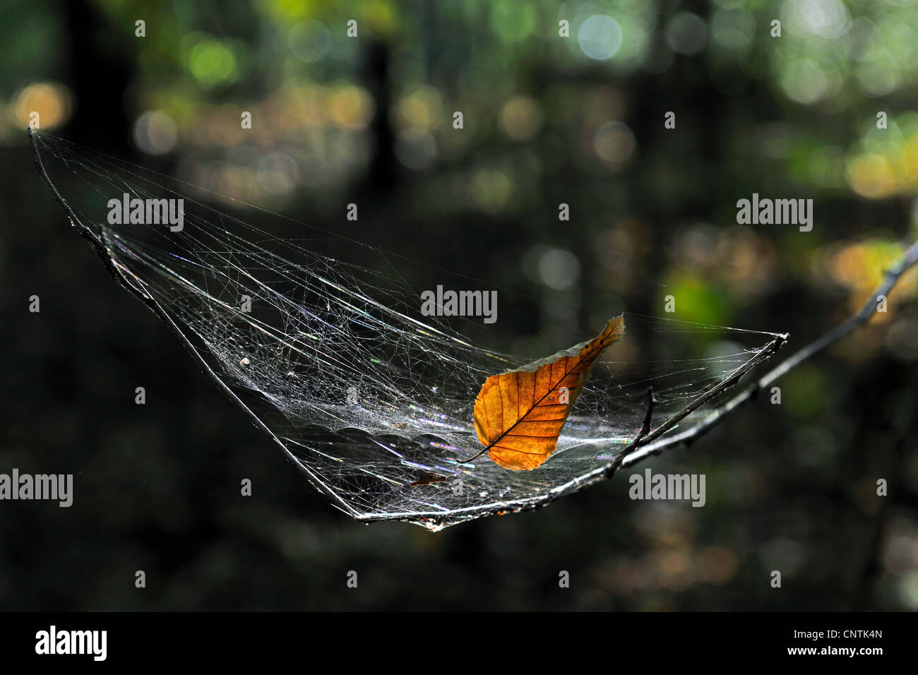 autumn leaf in a spider's web in backlight, Germany Stock Photo