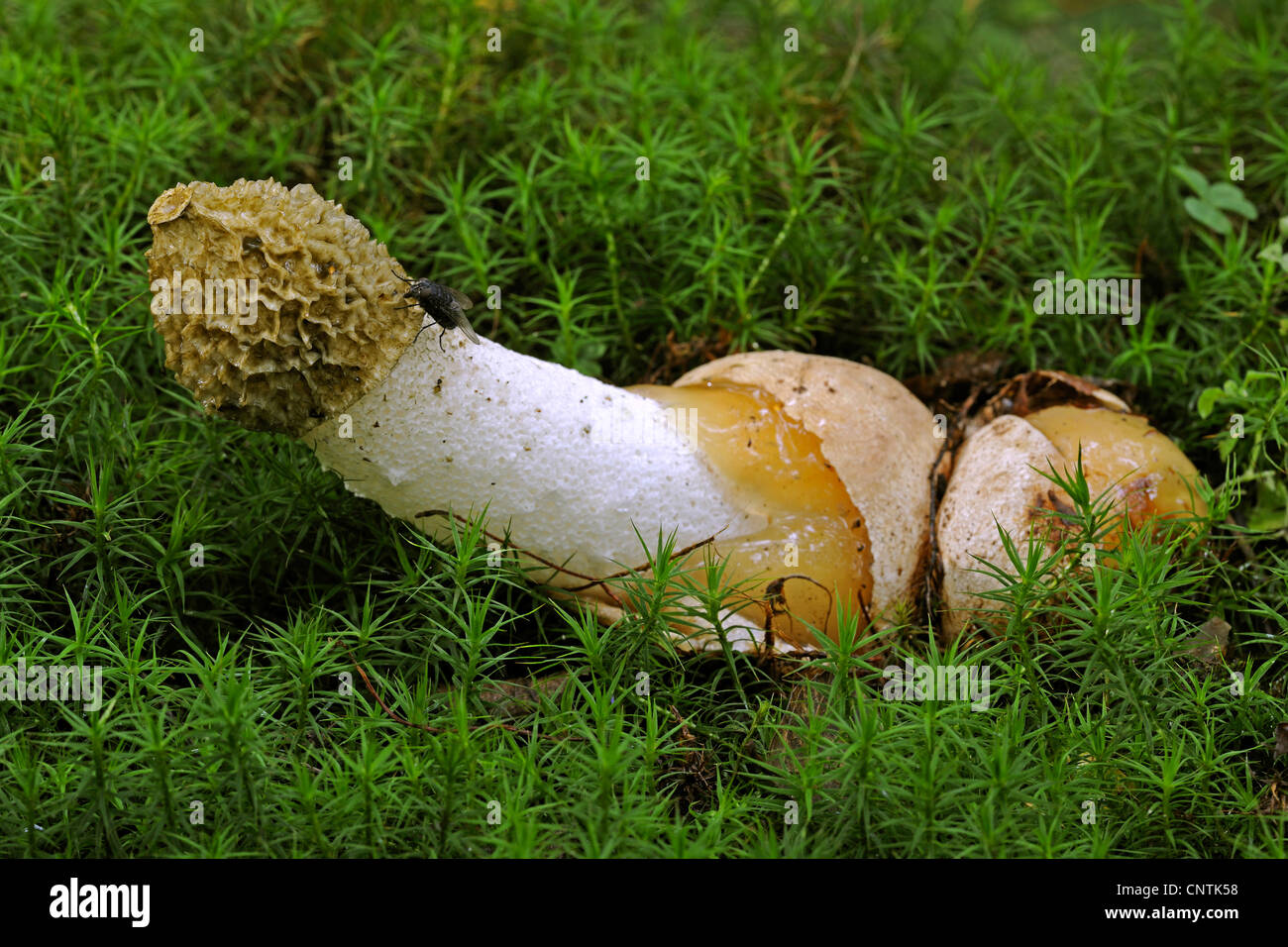 stinkhorn (Phallus impudicus), im Moos, Germany Stock Photo