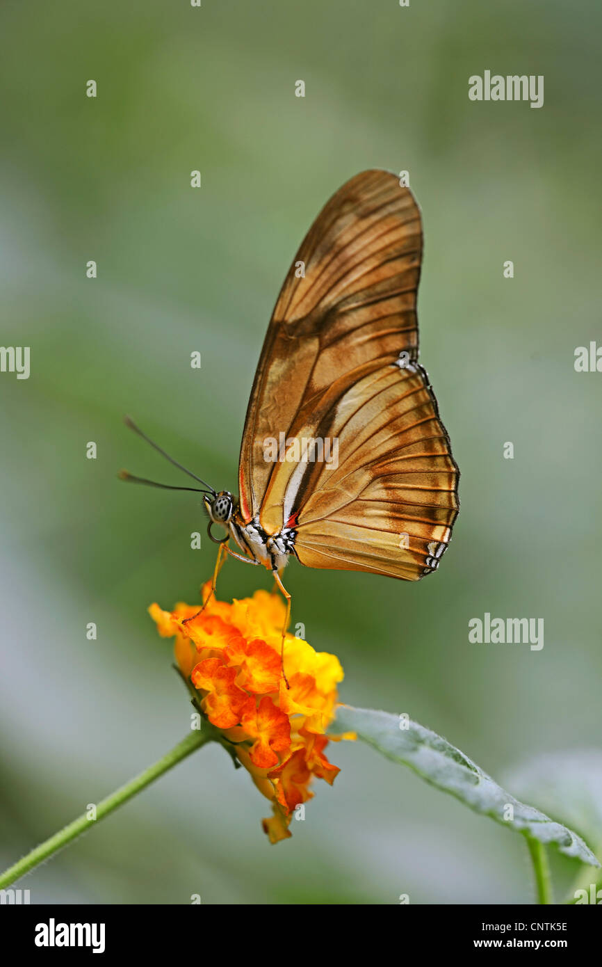 Vindula dejone vindula dejone hires stock photography and images Alamy