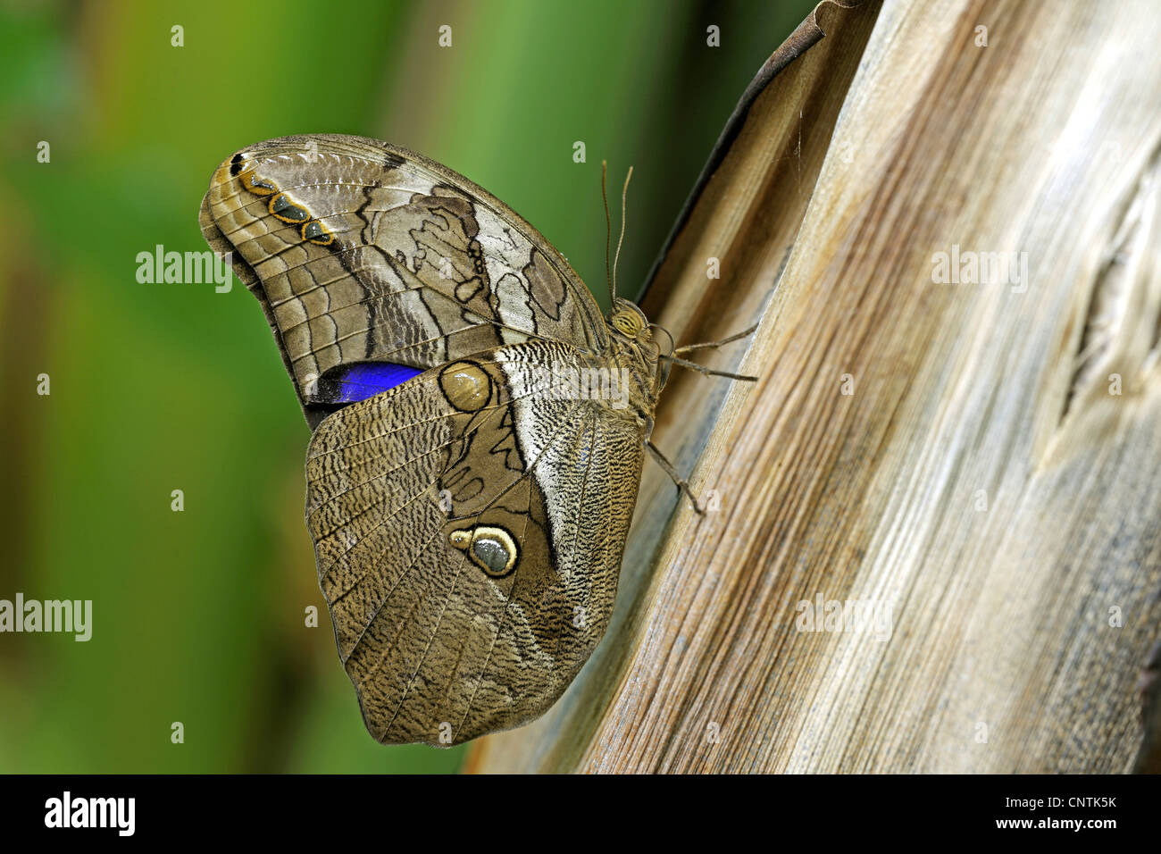 Automedon High Resolution Stock Photography and Images - Alamy