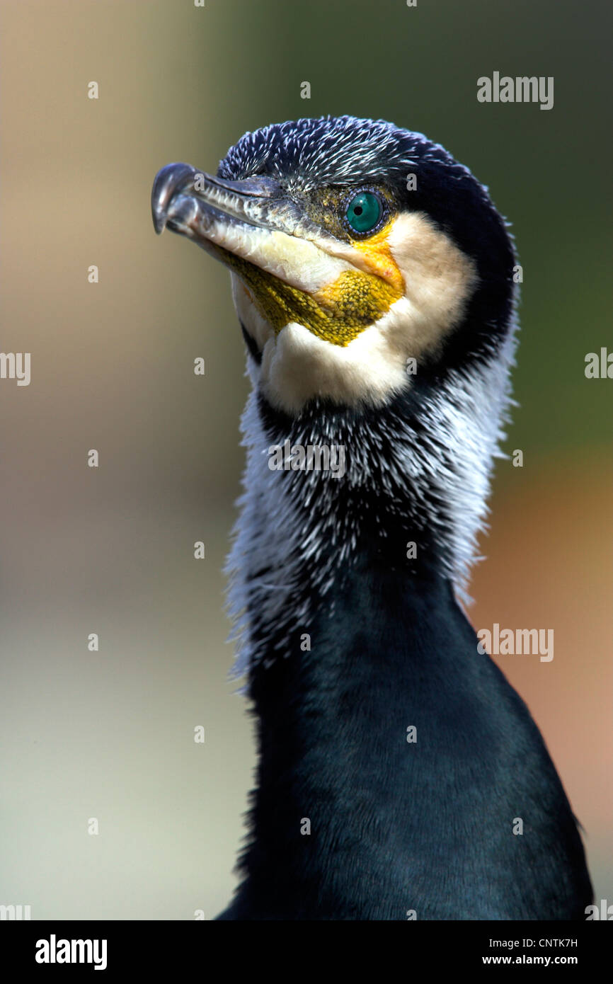 great cormorant (Phalacrocorax carbo), portrait, Germany Stock Photo