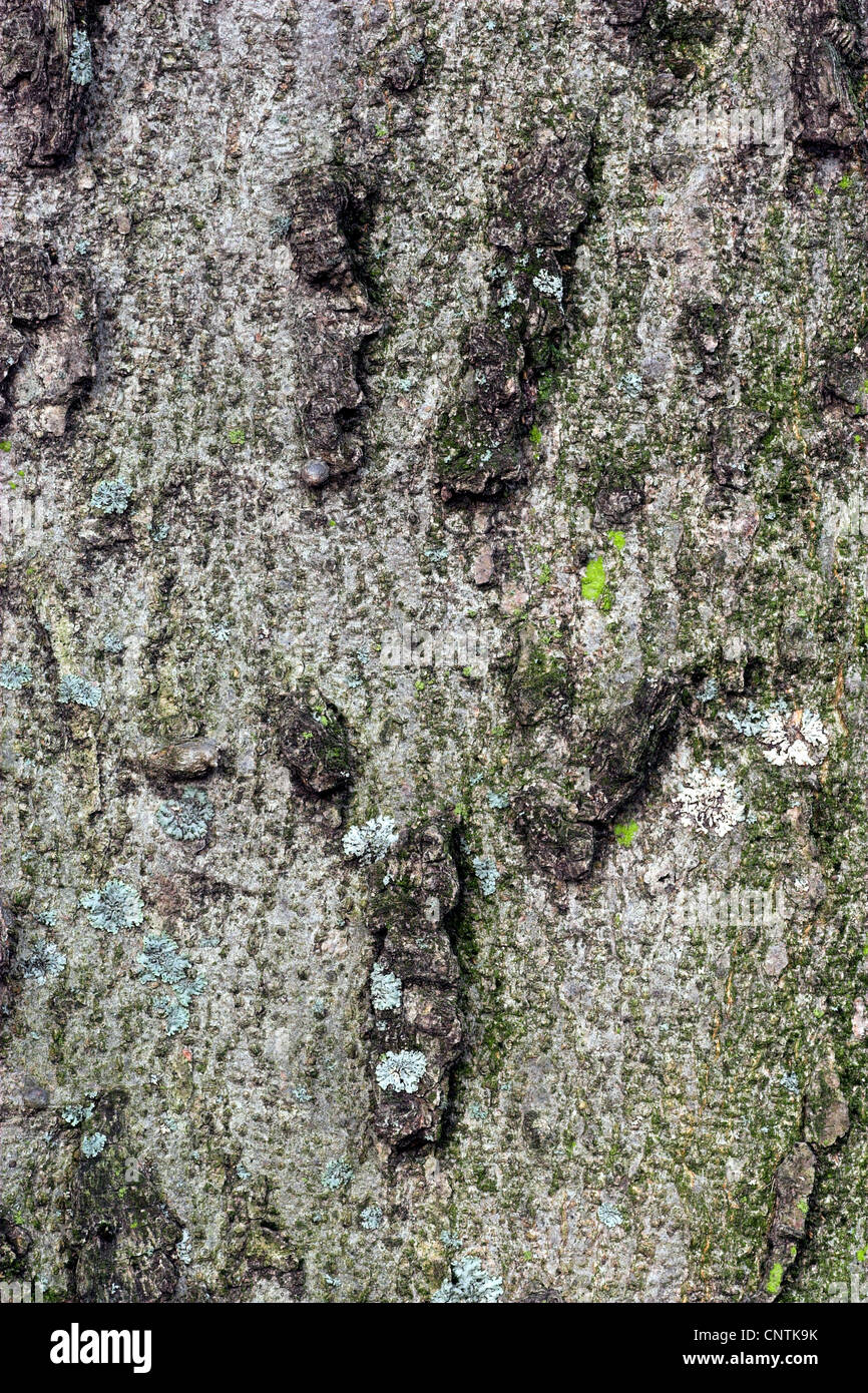 common hackberry (Celtis occidentalis), bark Stock Photo
