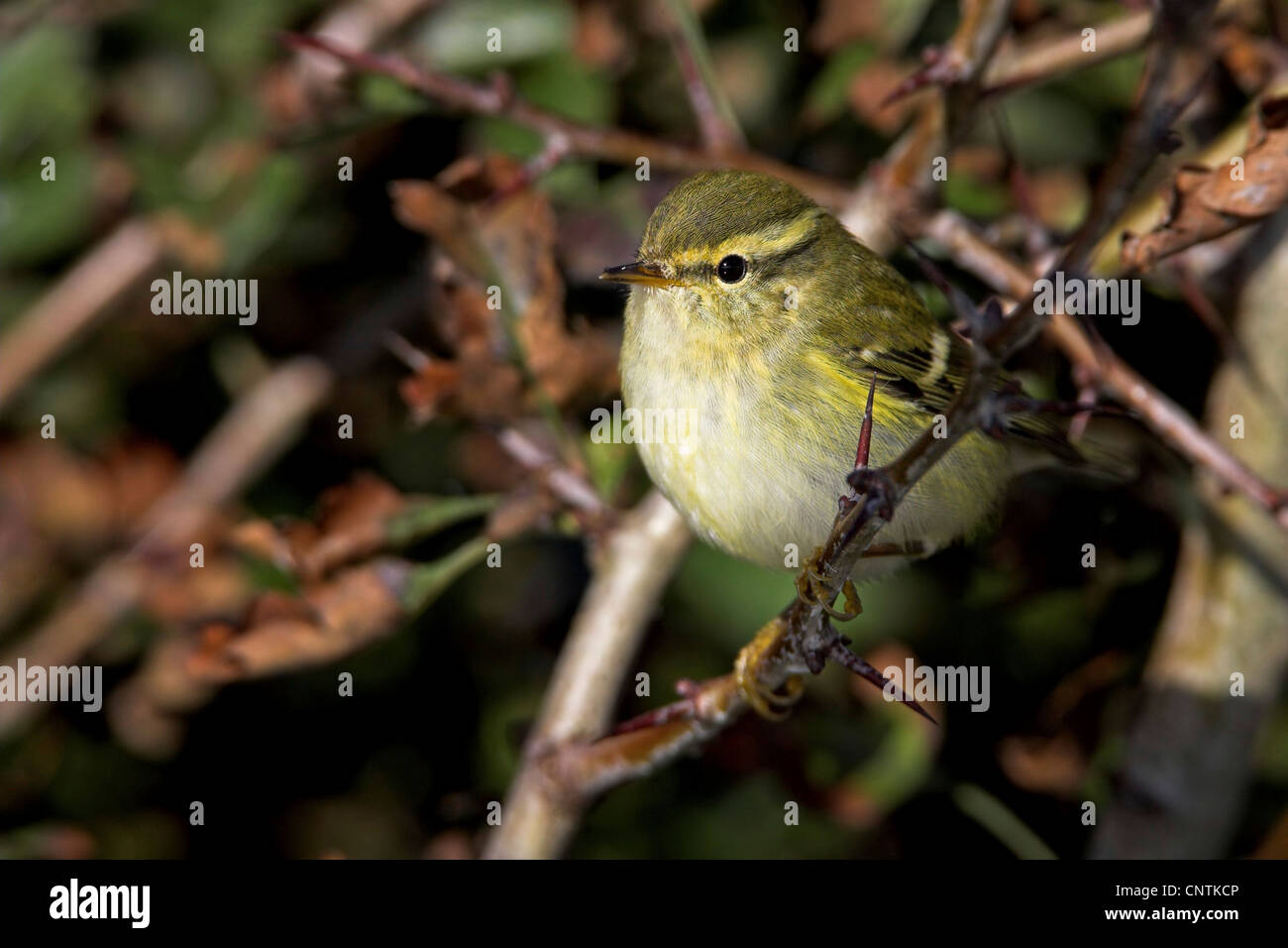 Yellow browed Warbler Phylloscopus Inornatus On Twig Germany yellow-browed-warbler-phylloscopus-inornatus-on-twig-germany