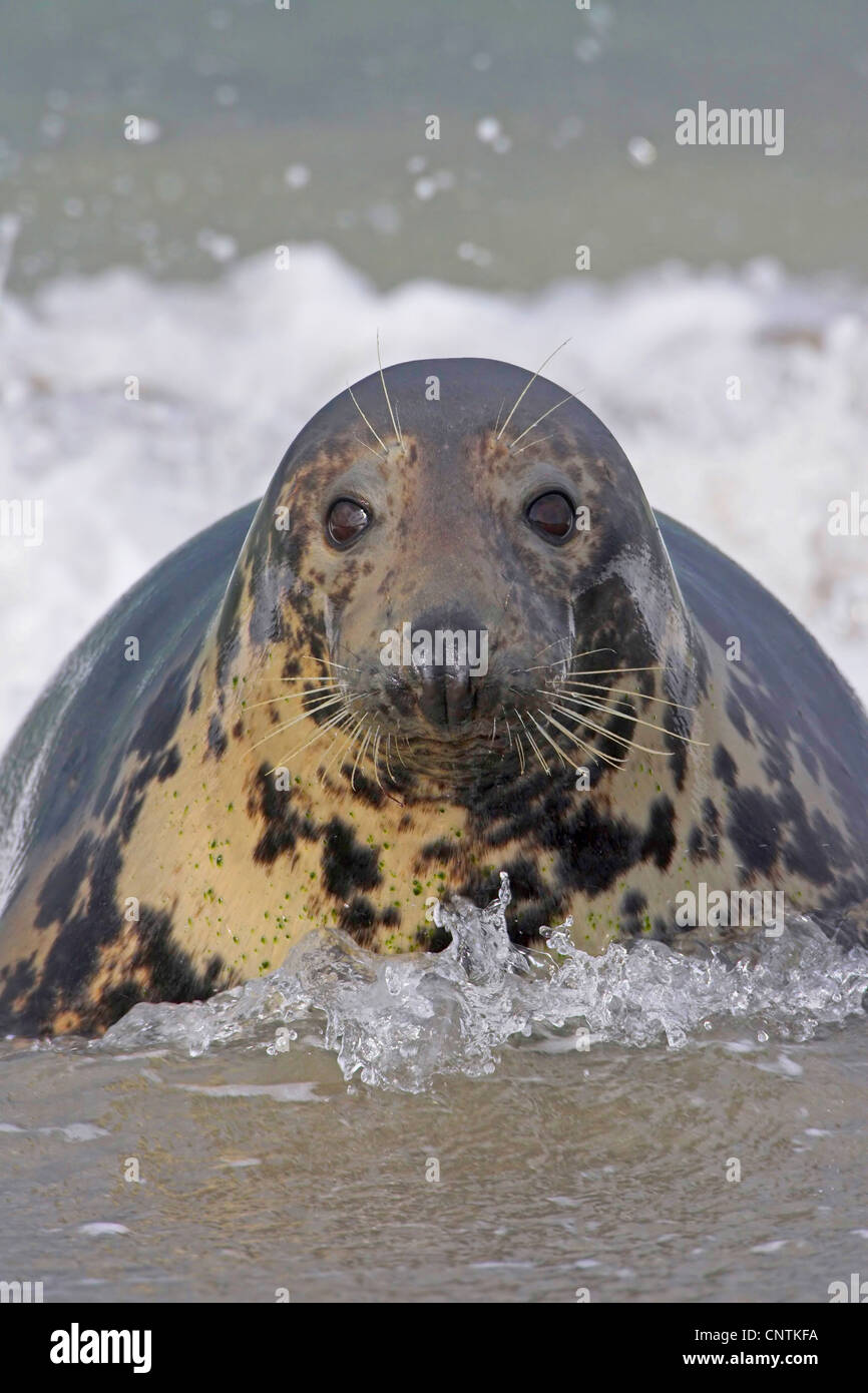 gray seal (Halichoerus grypus), at the coast, Germany, Schleswig-Holstein, Heligoland Stock Photo