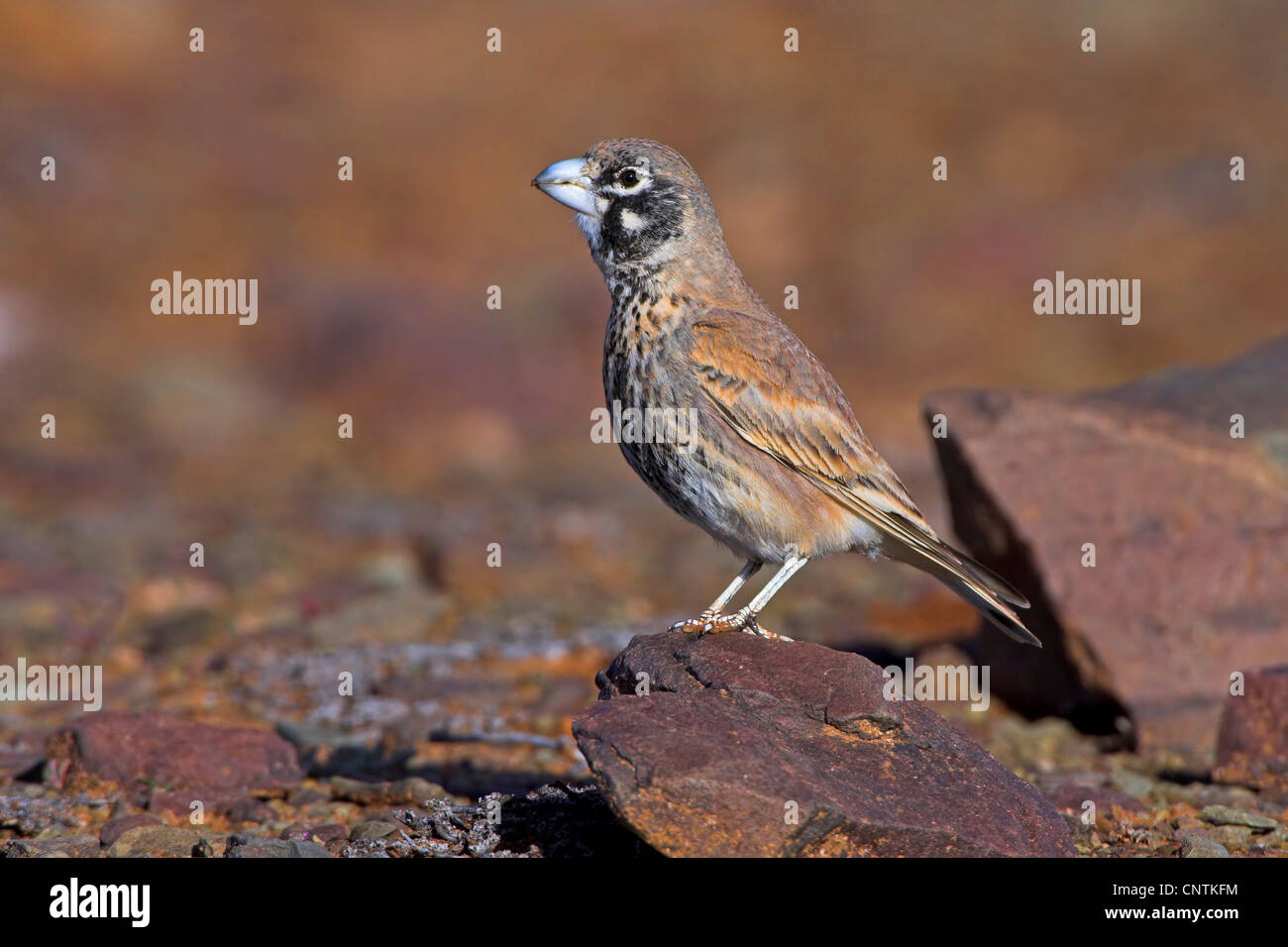 thichbilled lark (Ramphocoris clotbey), standing on a stone, Morocco