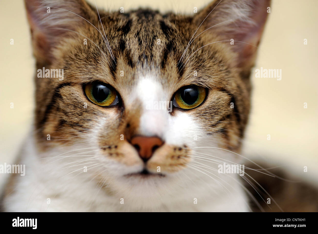 domestic cat, house cat (Felis silvestris f. catus), portrait Stock