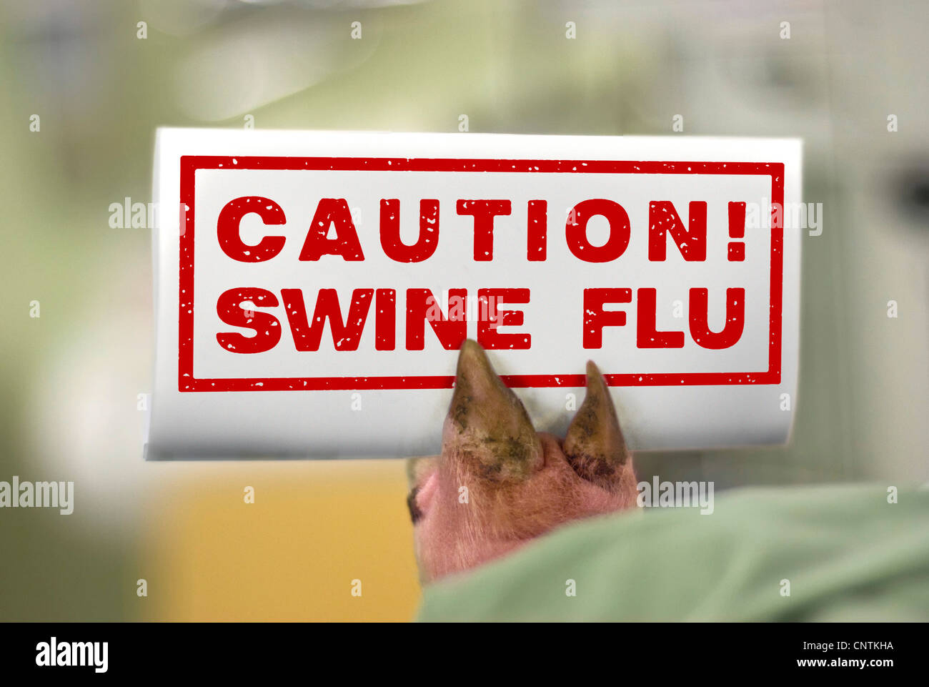 symbolic for swine influenza Stock Photo