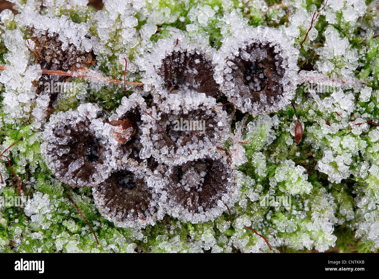fluted bird's nest (Cyathus striatus), in moss with ice crystals, Germany, North Rhine-Westphalia Stock Photo