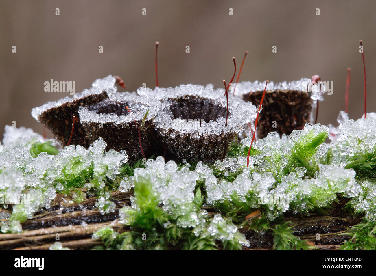 fluted bird's nest (Cyathus striatus), in moss with ice crystals, Germany, North Rhine-Westphalia Stock Photo