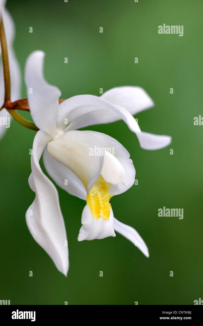 Coelogyne (Coelogyne intermedia), flowers Stock Photo