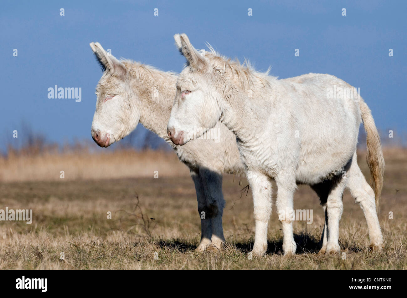 domestic donkey (Equus asinus f. asinus), albino donkey, Austria, Kaernten Stock Photo