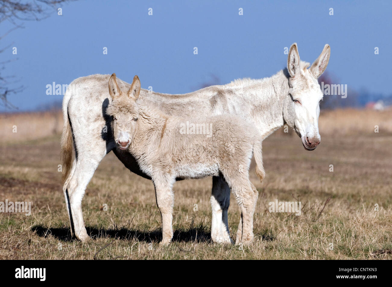 domestic donkey (Equus asinus f. asinus), albino donkey, mare with foal, Austria, Kaernten Stock Photo