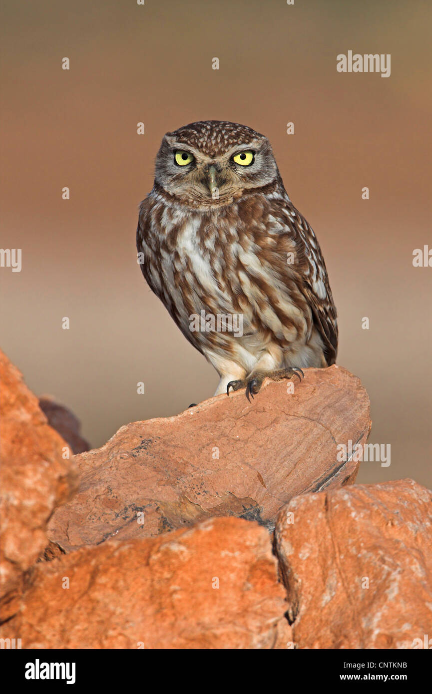 little owl (Athene noctua), on a stone, Morocco Stock Photo Alamy