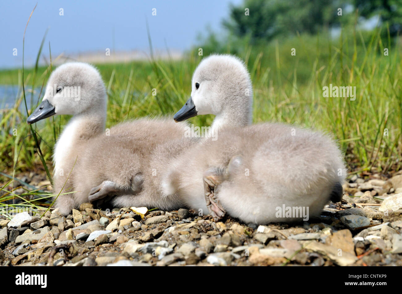mute swan (Cygnus olor), two chicks at a lake shore, Germany Stock Photo