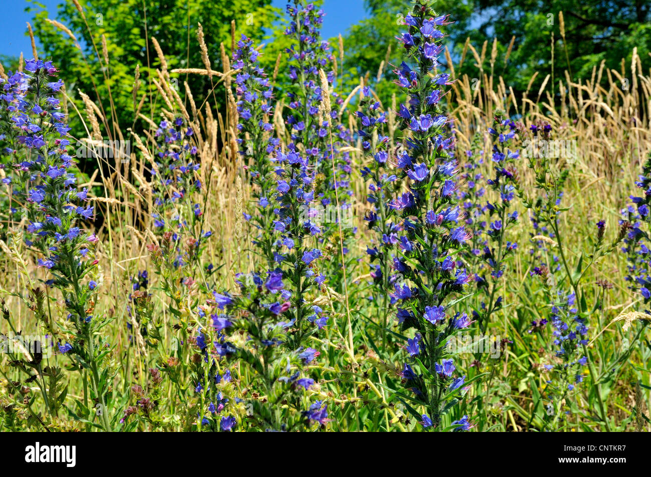 blueweed, blue devil, viper's bugloss, common viper's-bugloss (Echium vulgare), blooming in a meadow, Germany Stock Photo