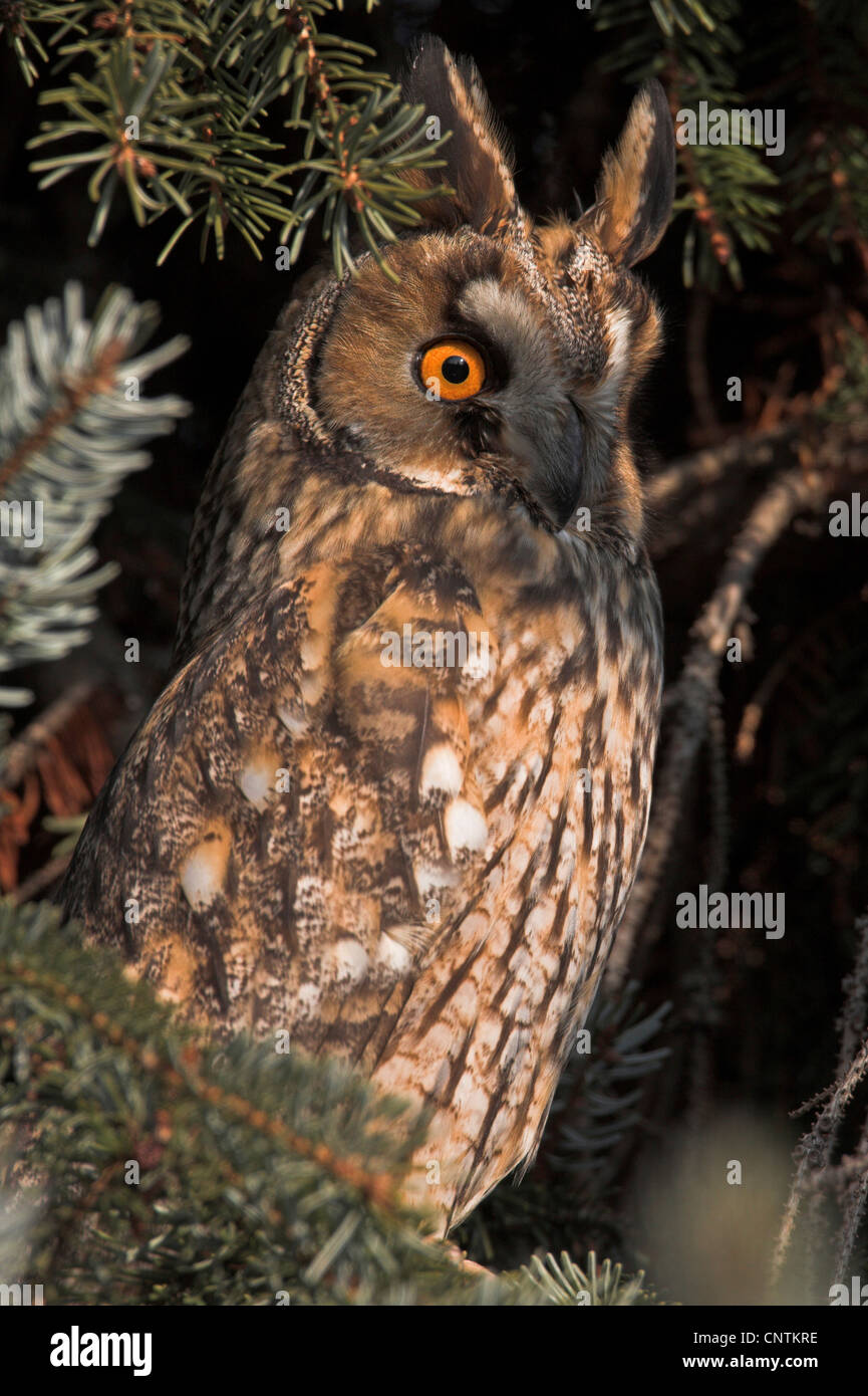 long-eared owl (Asio otus), on spruce Stock Photo