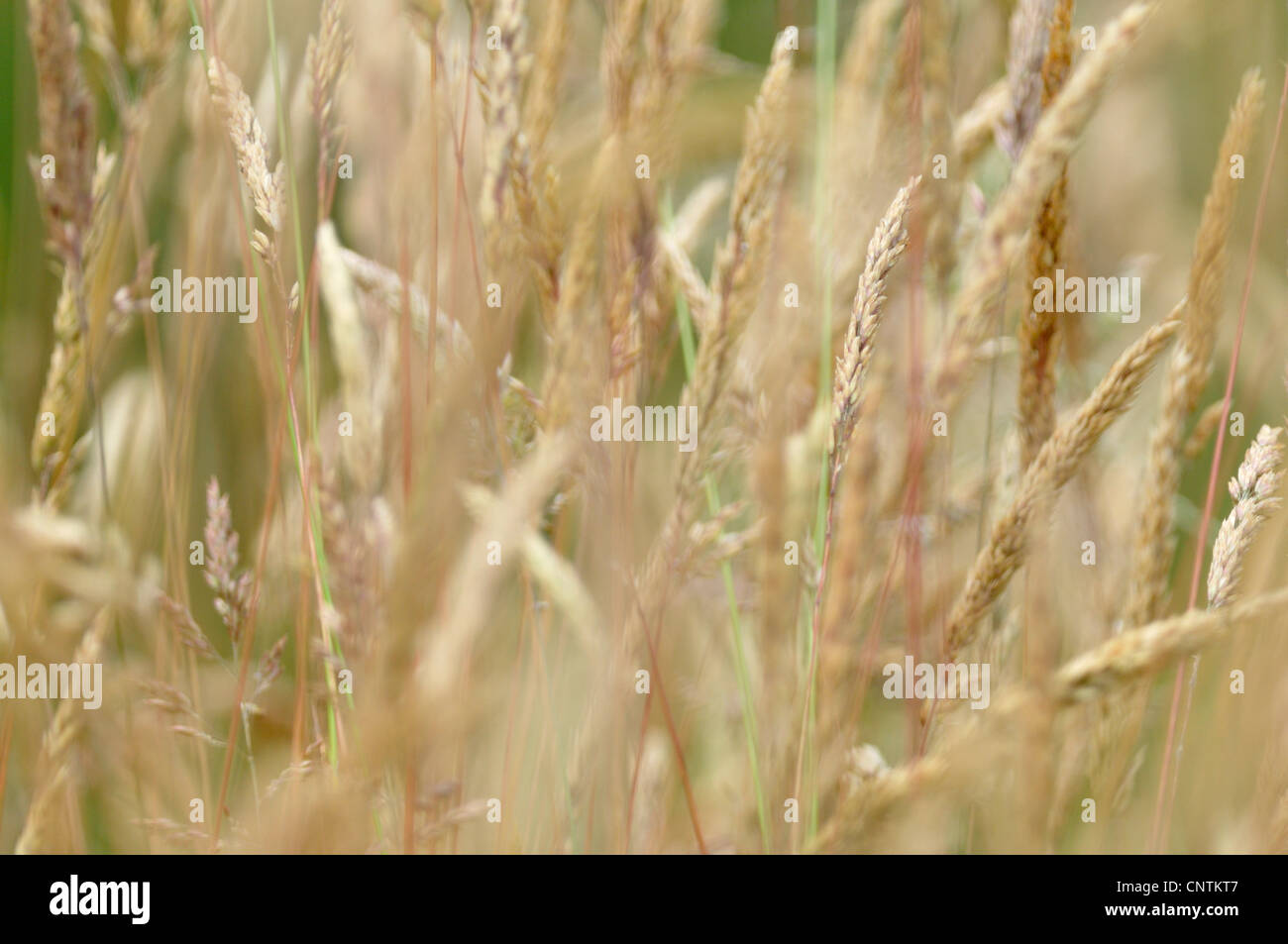 common velvet grass, Yorkshirefog, creeping velvetgrass (Holcus